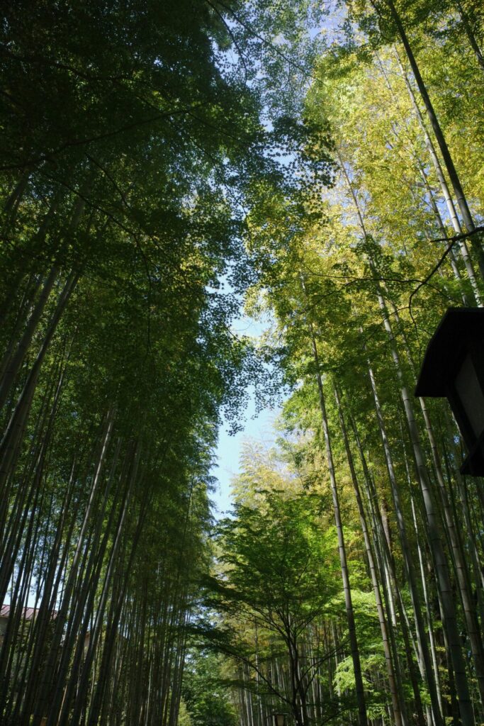 GR III HDFで撮影した修善寺温泉の竹林の小径