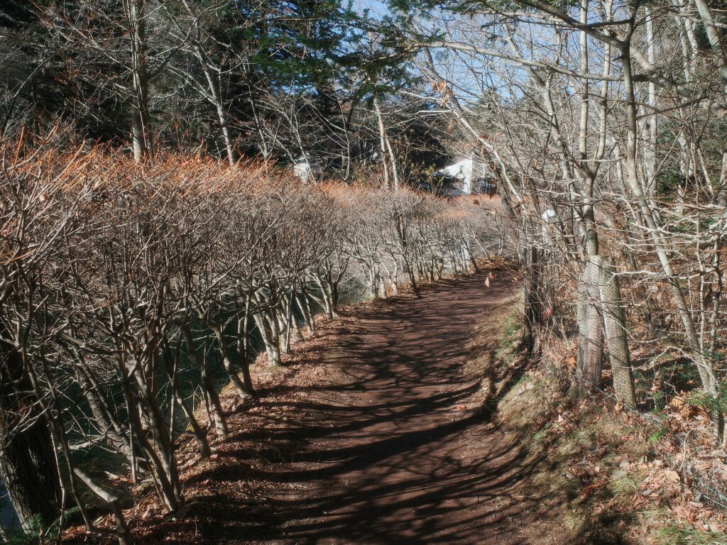 雲場池の遊歩道